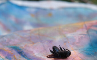 Andrej Dúbravský<br>Protest of a Dead Bee.<br>24 Oct – 6 Dec 2024